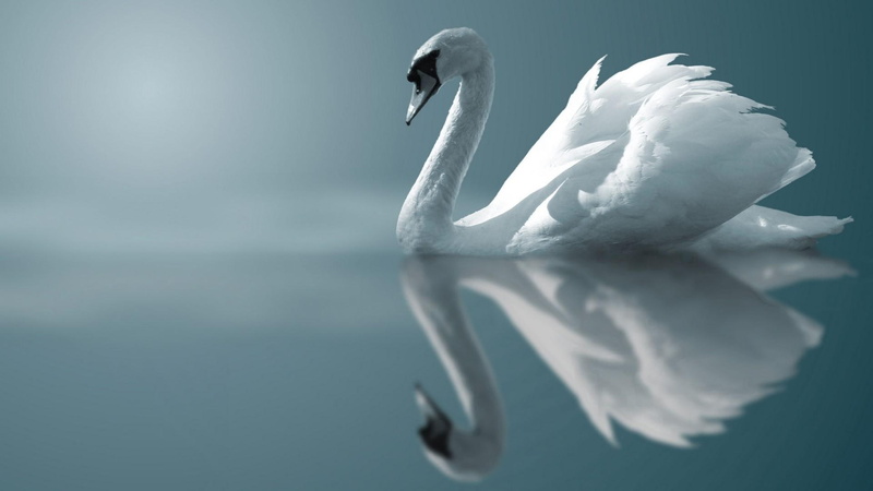 swim, 1080P, lake, swan, bird
