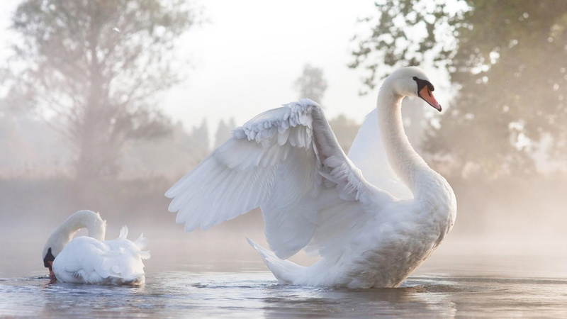 feathery, lake, 1080P, swans, bird, romantic, swan, wings, romantice