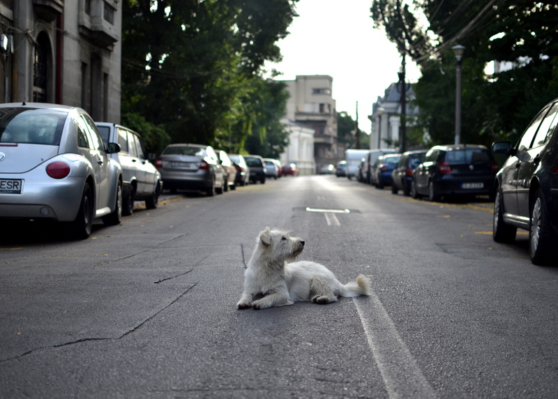 fluffy, 4K, car, romania, building exterior, mammal, transportation, vertebrate, mode of transportation, architecture, street, relaxing, animal, road