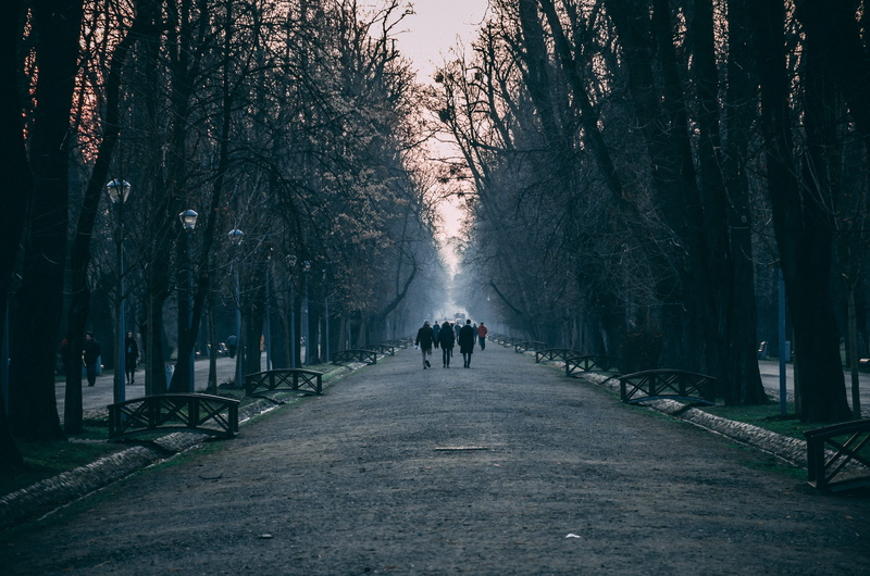 tree, winter, the way forward, walking, park, real people, romania, cluj-napoca, people, tree trunk, people walking, day, footpath, road, transportation