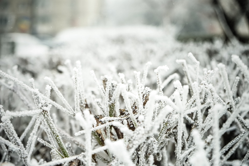 blizzard, snow, focus on foreground, tranquility, selective focus, extreme weather, 5K, outdoors, white color, frozen, frost, snowing, no people, fir tree