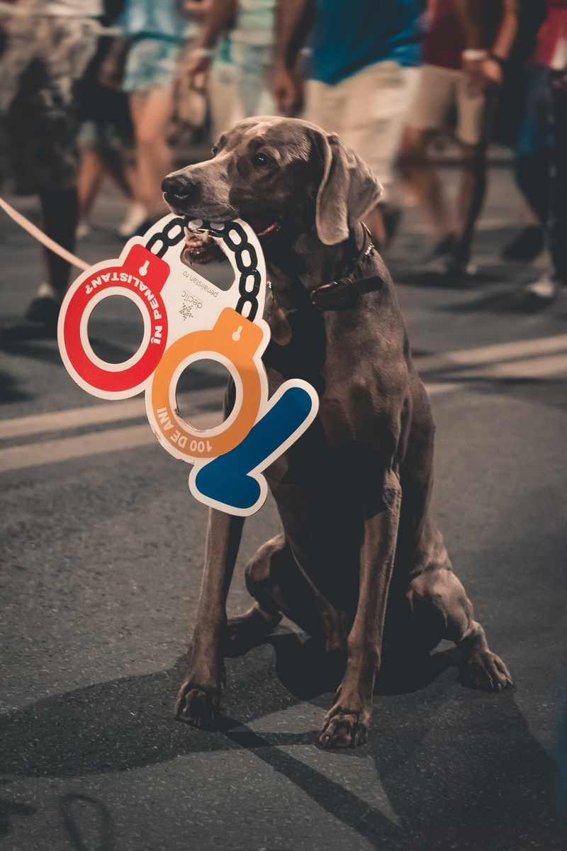dom, pets, march, people, dogs, outdoors, protest, riot, 5K, transportation, street, dog, domestic animals, day, night, city, canine, romania, chanting