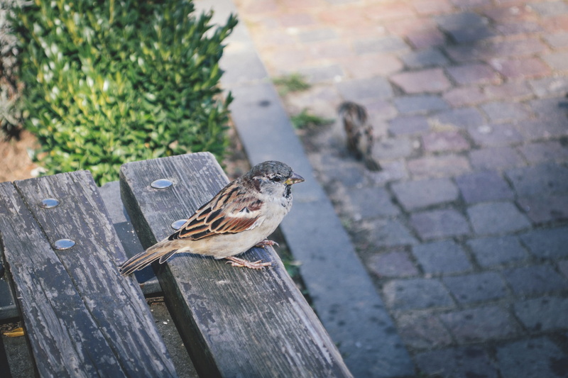 animal themes, vertebrate, european, park, no people, birdwatching, napoca, colour, animals in the wild, footpath, full length, focus on foreground, bird