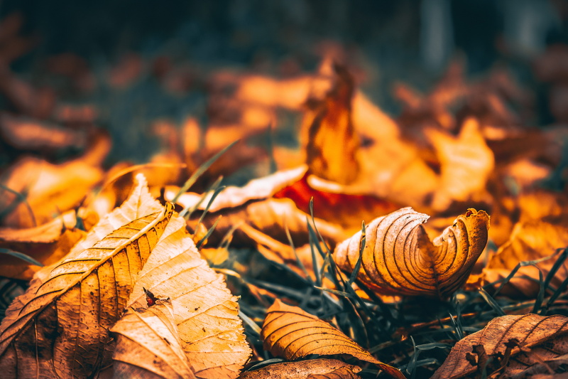 leaves, land, leaf, natural condition, closeup, opera maghiara est, 5K, autumn, focus on foreground, selective focus, change, outdoors, orange color, maple leaf