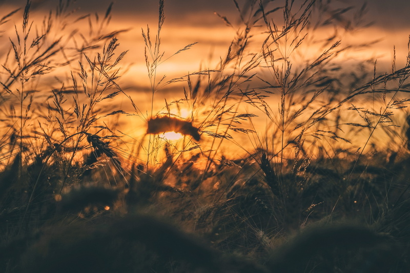 rye, no people, light, 5K, sunset, sky, tranquil scene, cluj-napoca, close-up, cloud - sky, romania, scenics - nature, beauty in nature, tranquility, nature