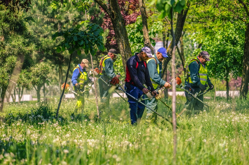 mower, tree, males, leisure activity, casual clothing, lawn, real people, mowing, lifestyles, cluj-napoca, plant, work, outdoors, grass, land, field, romania