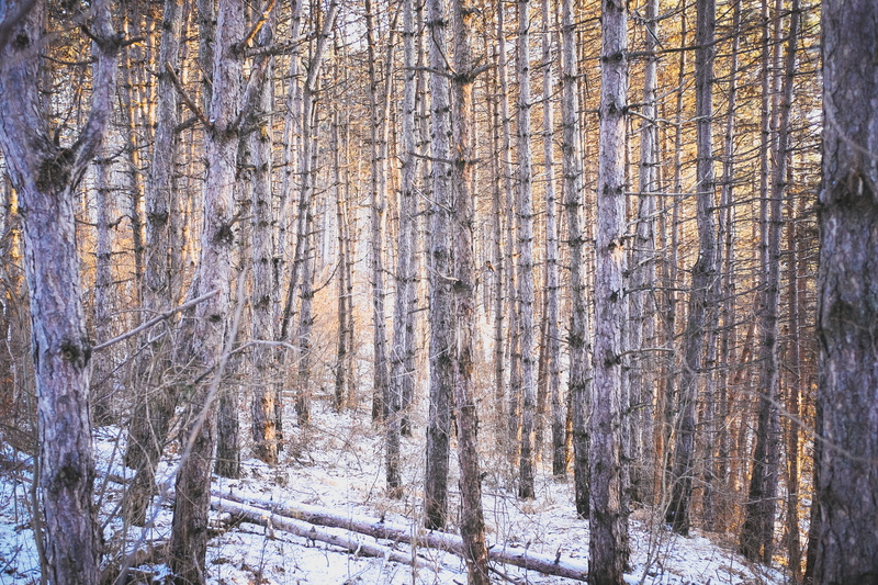 light, woodland, beauty in nature, outdoors, snow, non-urban scene, tree, romania, winter, tranquility, forest, plant, cluj-napoca, bare tree, sunset, day