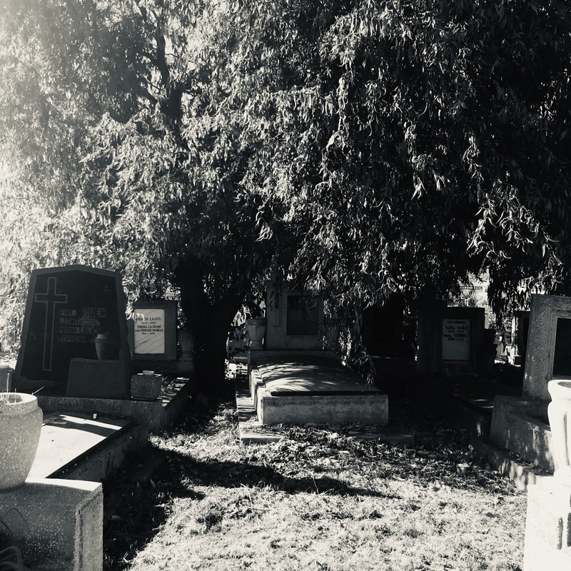 religion, cluj-napoca, architecture, stone, 2K, sadness, grave, built structure, day, growth, no people, unnamed road, plant, memorial, nature, tree, belief