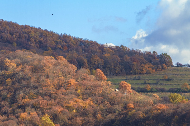 outdoors, day, autumn, tranquility, non-urban scene, hill, growth, cluj-napoca, beauty in nature, romania, change, sky, scenics - nature, clouds, plant
