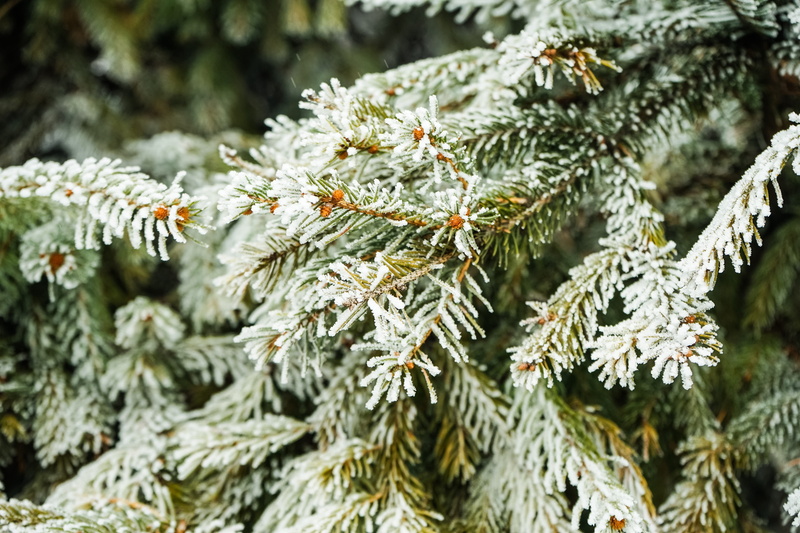 romania, cold temperature, needle - plant part, coniferous tree, snow, pinaceae, cluj-napoca, plant, fir tree, frost, 5K, leaf, growth, pine tree, beauty in nature