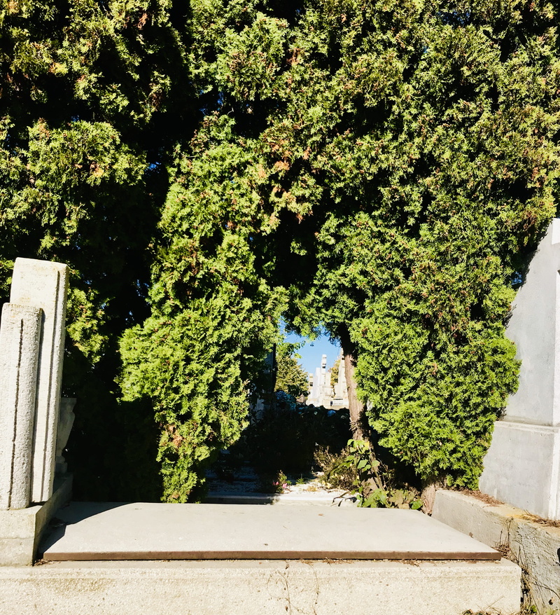 sunlight, foliage, creeper plant, green, growth, built structure, plant, outdoors, 2K, concrete, plant part, cluj-napoca, no people, nature, lush foliage