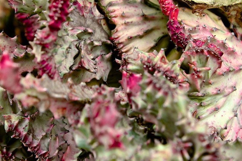 nature, wellbeing, flower, food, healthy eating, freshness, 5K, plant part, leaf, china, purple, close-up, flowering plant, full frame, plant, desert