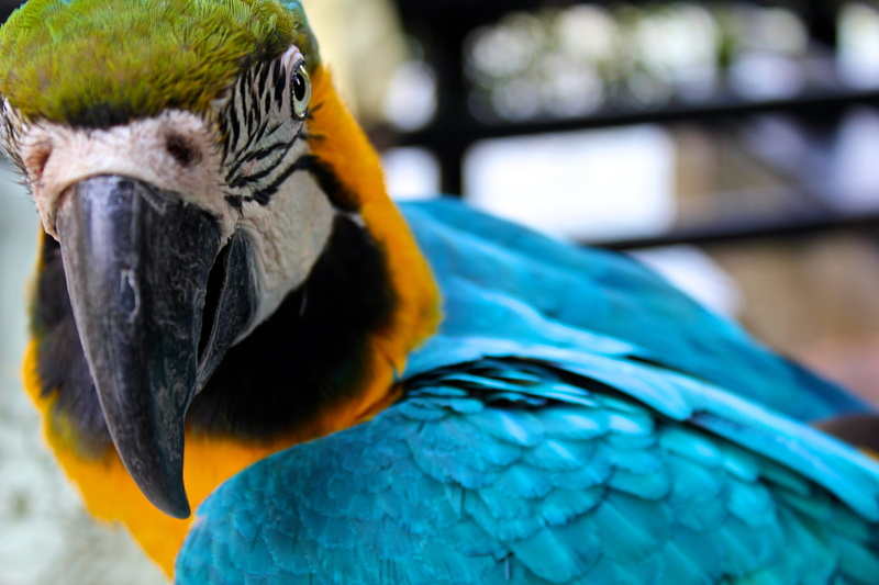 animal, nature, wild animal, 5K, vertebrate, animal head, bird, outdoors, animal wildlife, one animal, parrot, animals in the wild, eye, china, animal body part