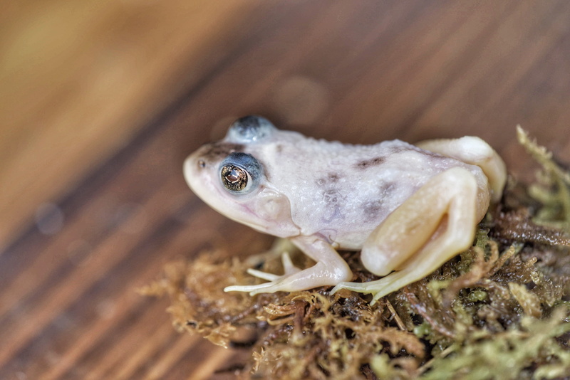 looking at camera, small, vertebrate, outdoors, 5K, gecko, animal body part, animals in the wild, day, portrait, china, alex, animal eye, water, eye, close-up