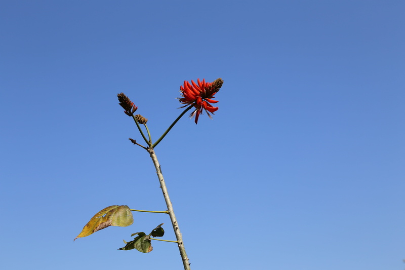 outdoors, flower head, nature, freshness, flower, clear sky, day, blue sky, sunny, copy space, inflorescence, low angle view, no people, kawashima under