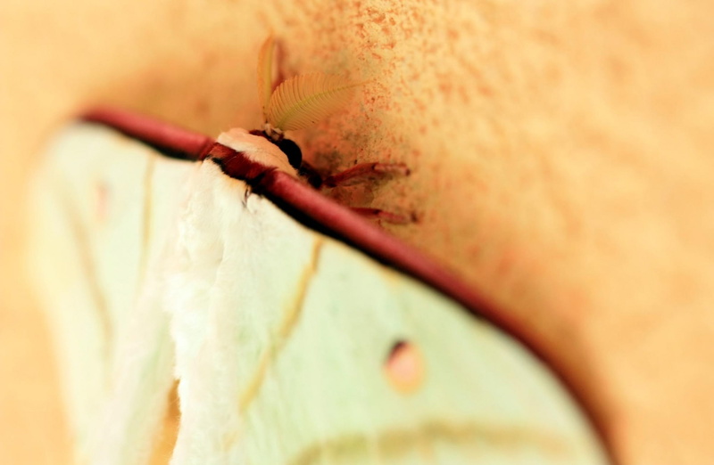 wound, skin, Insects, close-up, dinghushan, 1080P, human skin, Animals, patient, surgery, human body part, blood, Moth, zhaoqing, guangdong, China, Insect