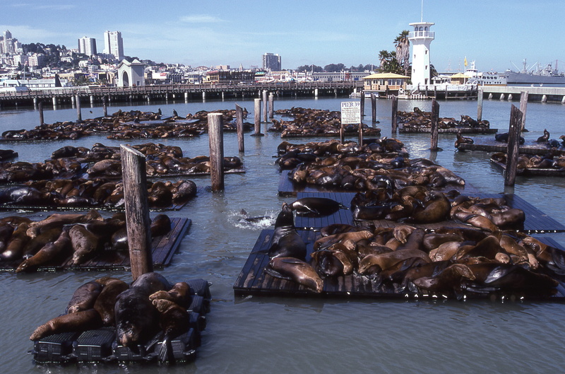 bridge, sky, built structure, united states, animal wildlife, sea lions, mammal, transportation, group of animals, architecture, city, pier 39, nautical vessel