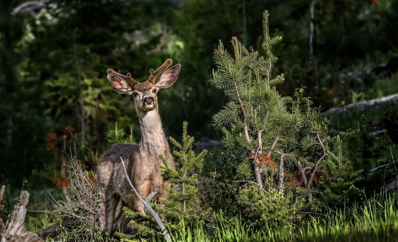mammal, field, deer, animals, 1080P, land, animal themes, nature, green color, animal, focus on foreground, no people, vertebrate, animals in the wild