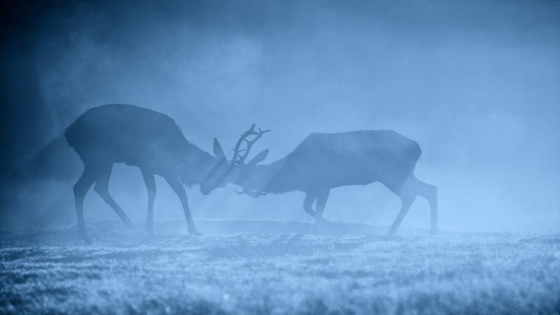 animal, nike, vertebrate, animal themes, white, plant, group of animals, animals, deer, domestic animals, fog, mammals, shoes, environment, animals in the wild