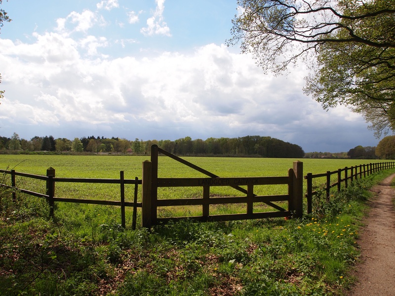 summer, countryside, plant, beauty in nature, barrier, ranch, dutch landscape, day, cloud - sky, blue, air, environment, field, nature, outdoors, grass