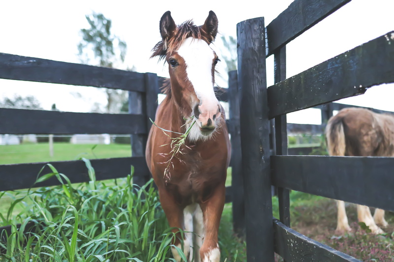 animal themes, close-up, grassland, livestock, farmland, farm, mane, outdoors, no people, field, stallion, group of animals, Foal, daylight, paddock, brown