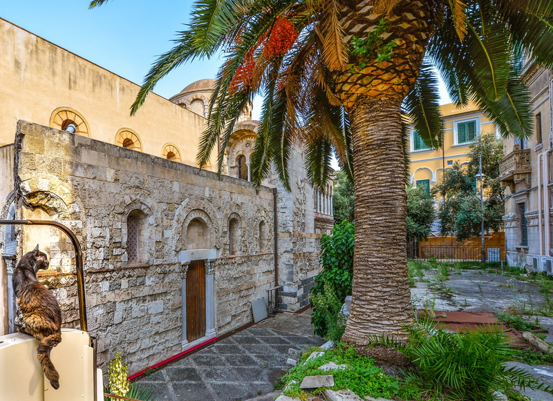 travel destinations, greenery, history, Stray, italian, palm tree, Ruins, building exterior, plant, door, nature, religion, tree, feline, tropical climate