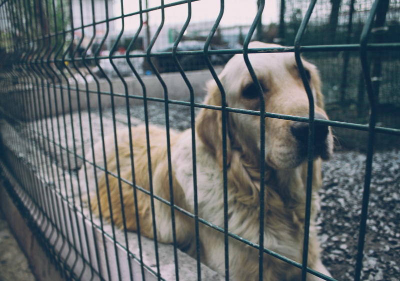 zoo, happy, friendship, photo, pets, no people, streets, park, people, focus, walking dog, city, travel, young, leash, animal head, domestic animals, boundary