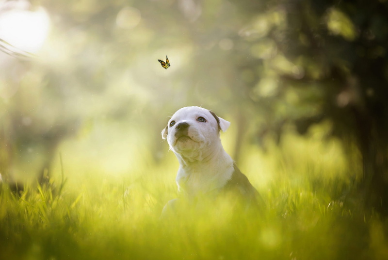 face, light, spotted, pose, branches, greens, 1080P, dog, butterfly, American pit bull Terrier, mood, sitting, look, summer, tree, Park, flight, blurred