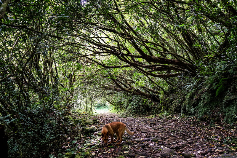 mystic, grand étang, plant, walk, animal, mammal, vertebrate, tropical, jungle, tree, animal themes, hike, pets, outdoors, forest, field, woodland, one animal