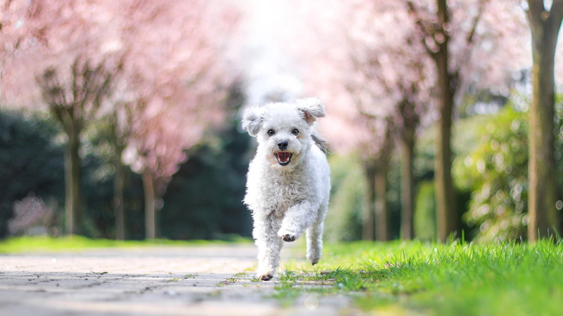Park, runs, garden, joy, spring, flowering, puppy, walk, nature, dog, 2K, trees, white, lapdog, running