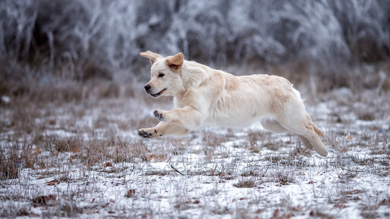 Golden Retriever, Retriever, paws, background, dog, winter, nature, 2K, pose, runs, flies, sports, ears, snow, puppy, walk, grass, running, frost, the bushes