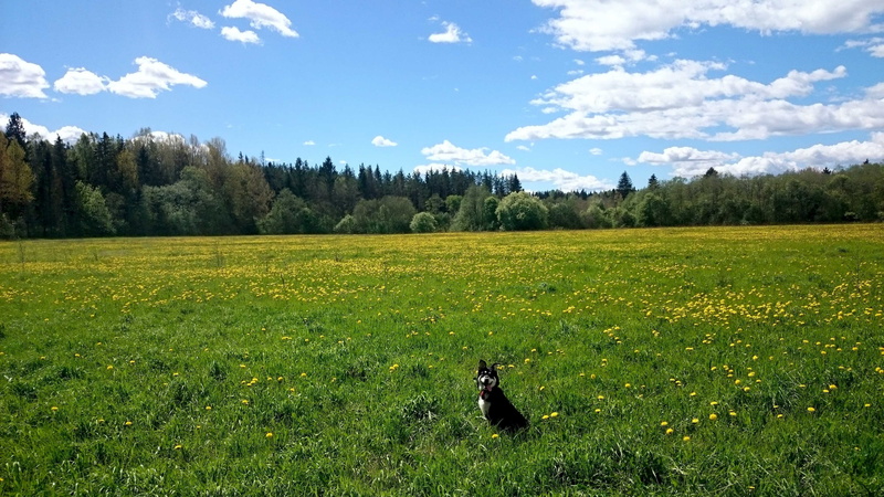 landscapes, pasture, tree, Dog, landscape, beauty In Nature, landscaped, sky, rural Scene, scenics - nature, Animal, walking, hill, cloud - Sky, grass