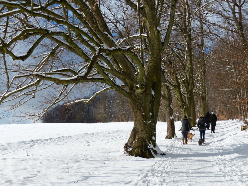ulm, forest trail, panorama trail, nature, höhenweg, avenue, trail, cold temperature, Tree, Snowy, tribe, randweg, outdoors, promenade, women, linden, full length