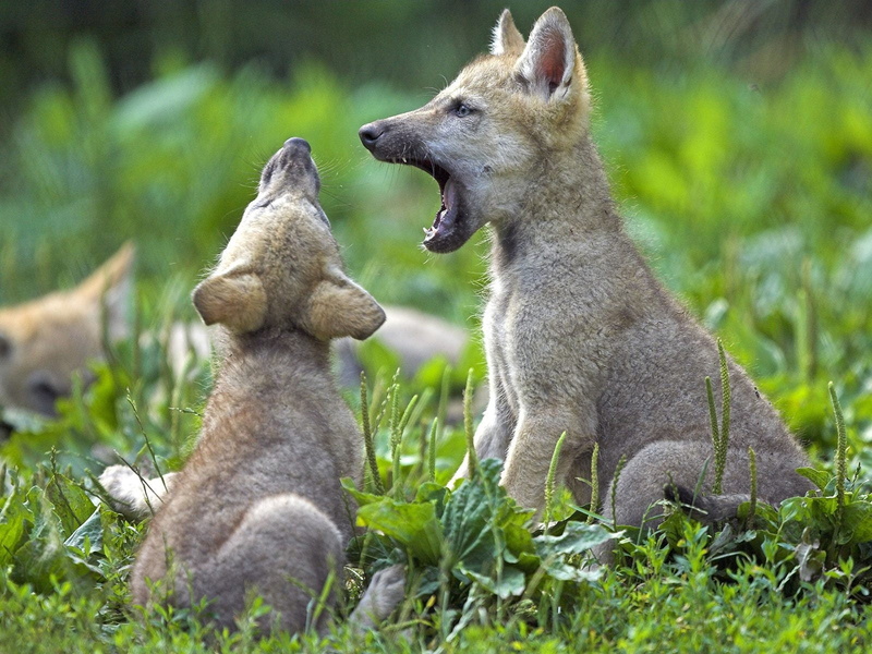 short, domestic Animals, two, grass, alertness, one Animal, looking, fighting, small, fox, female Animal, the Natural World, meadow, cubs, summer, vertebrate
