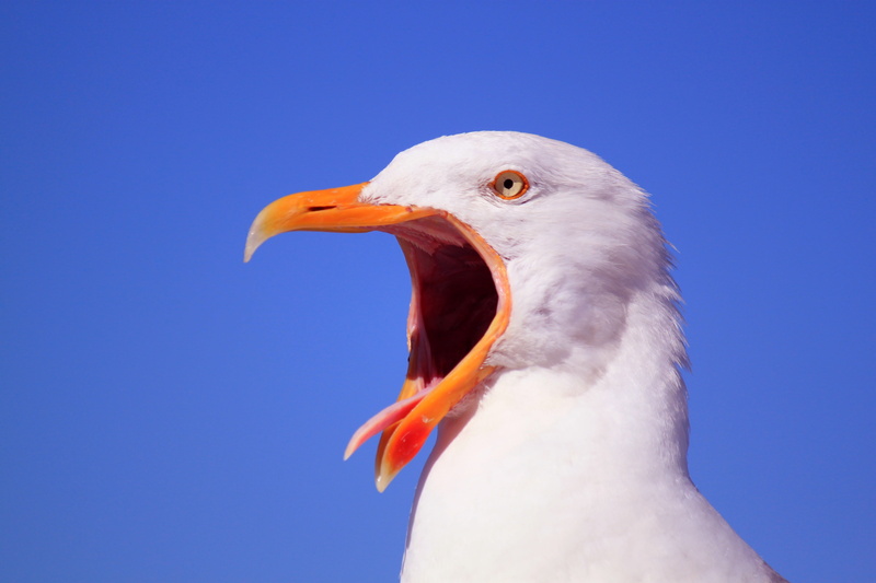 tongue, birds, portrait, vertebrate, fauna, species, white, day, outdoors, animal, gull portrait, 4K, nature, bird, no people, eye, sunny, blue background
