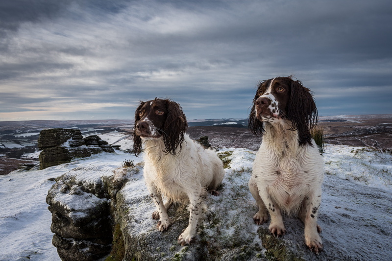land, domestic animals, dog, sky, 5K, pets, water, dogs, covered, animal themes, animal, white, raod, coated, spaniel, purebred dog, cloud - sky, daytime