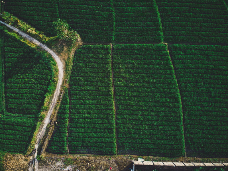 land, scenics - nature, tranquility, winemaking, green color, near, day, growth, high angle view, tranquil scene, curvy, environment, nature, rural scene