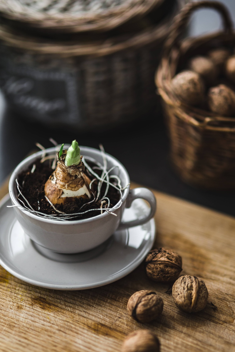 breakfast, plant, cultures, basket, rustic, crockery, herb, nut, saucer, ready-to-eat, brown, bean, table, little, bowl, sweet food, walnut, nut - food
