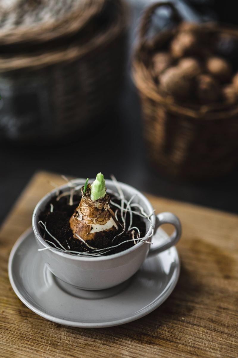 wood - Material, plate, gourmet, container, seedling, planting, vegetable, pins, close-up, refreshment, wellbeing, table, little, ready-to-eat, italian food