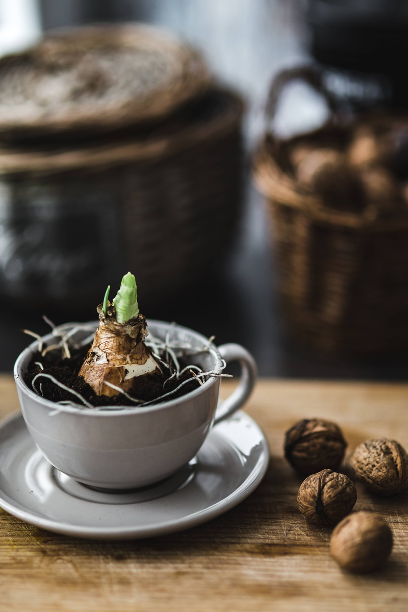 planting, indoors, dark, close-up, drink, freshness, serving size, walnuts, food, cut, seedling, heat - Temperature, table, temptation, food and drink