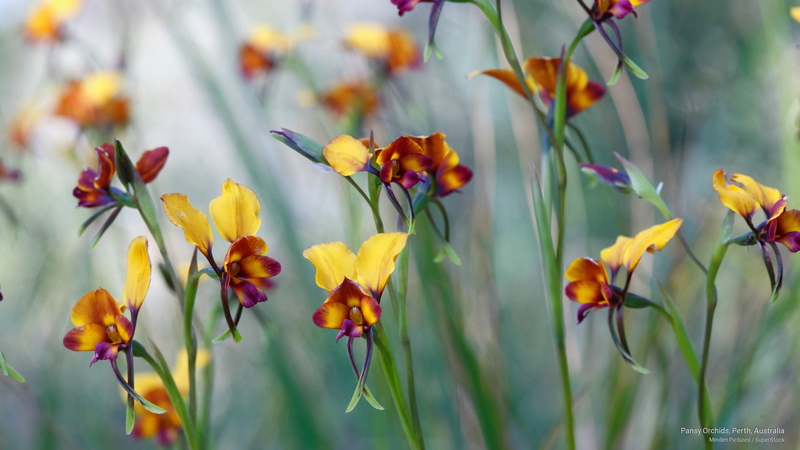 perth, Flowers/Gardens, 2K, pansy, orchids, australia