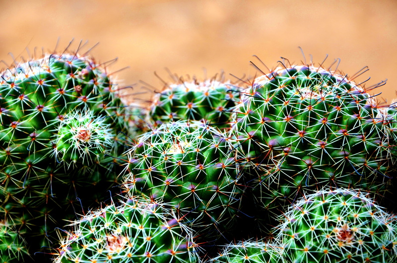 thorn, focus on foreground, green color, succulent plant, nature, outdoors, mumbai, barrel cactus, thorns, arid climate, prickly pear cactus, spiked, sign