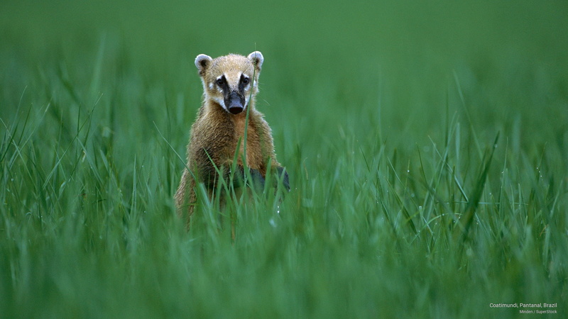 Animals, coatimundi, 2K, pantanal, brazil