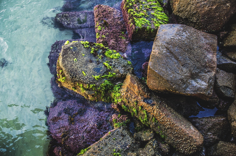 tranquility, armação, no people, high angle view, sea, purity, moss, rock formation, stone - object, growth, rock, flowing water, rock - object, stone