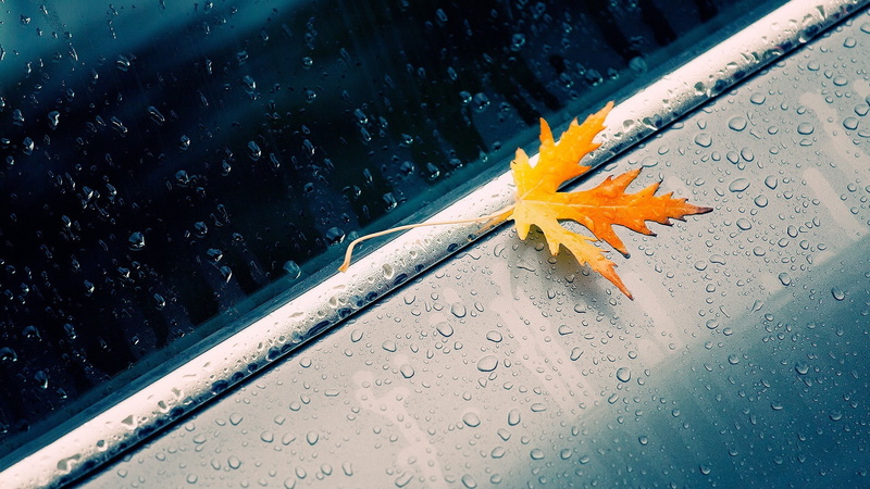 rain, water, maple, drops, glass, leaves, maple leaves, 1080P, water drops