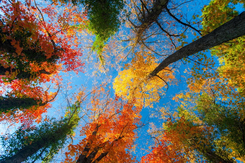 sky blue, yellow, 1080P, orange, colorful, green, clear sky, trees, blue, nature, fall