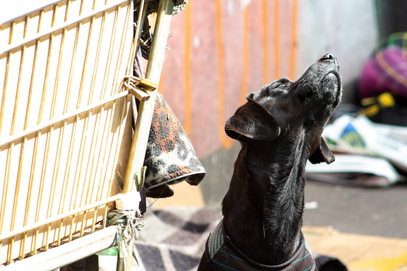 animal body part, whisker, focus on foreground, sunlight, domestic, no people, one animal, outdoors, black color, brazil, day, pet collar, animal, pets