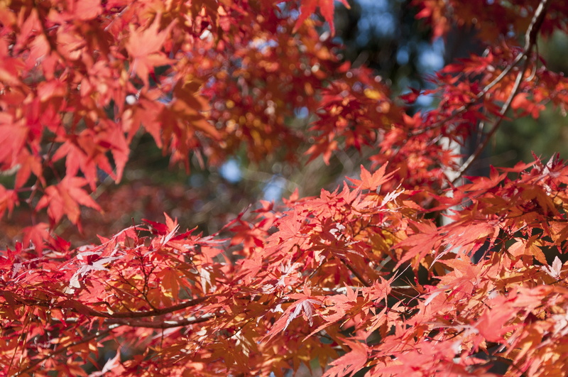 maple tree, momiji, season, maple leaf, 4K, branch, day, outdoor, fall, orange color, change, garden, beauty in nature, momijigari, autumn collection