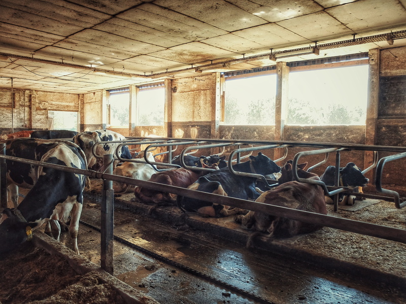 pets, cows, animal, no people, domestic, day, mammal, stall, window, mode of transportation, shed, 4K, livestock, domestic animals, cow, herbivorous, farm