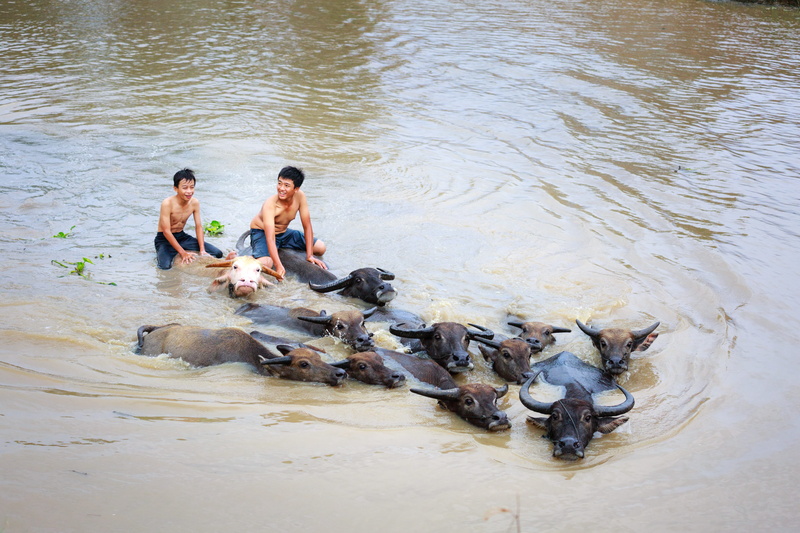 swimming, animal wildlife, outdoors, domestic animals, two, beef, wave, daytime, play, natural, group of animals, smile, 5K, people, black, day, wash